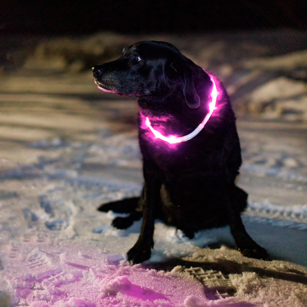 Talven pimeydessä turvallisesti – vinkit koiran ulkoiluun + parhaat valotuotteet