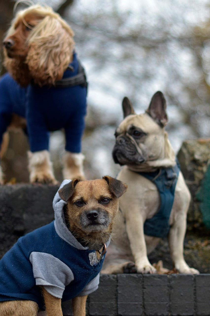 Ulkoilulenkin varusteet: lista täydelliseen varustukseen koiranomistajalle